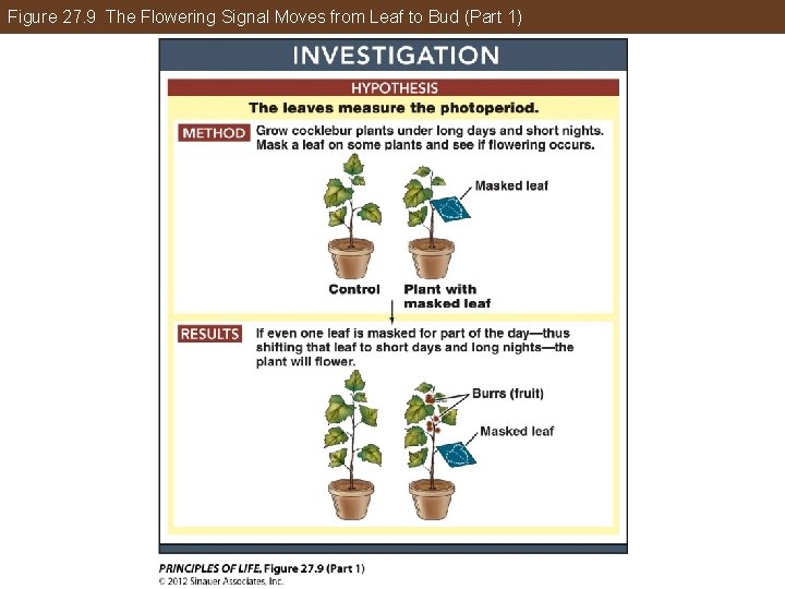 Figure 27. 9 The Flowering Signal Moves from Leaf to Bud (Part 1) 