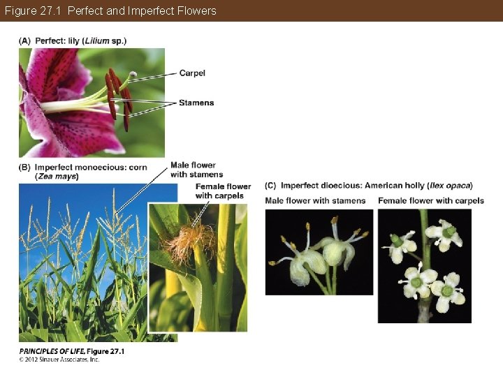 Figure 27. 1 Perfect and Imperfect Flowers 
