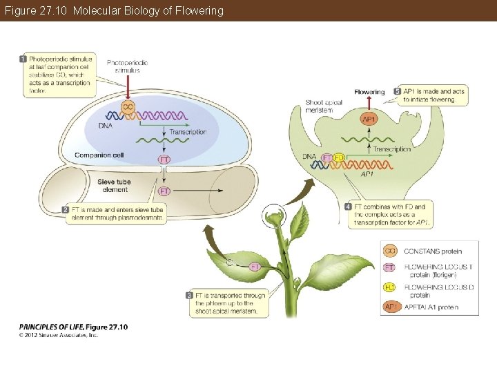 Figure 27. 10 Molecular Biology of Flowering 