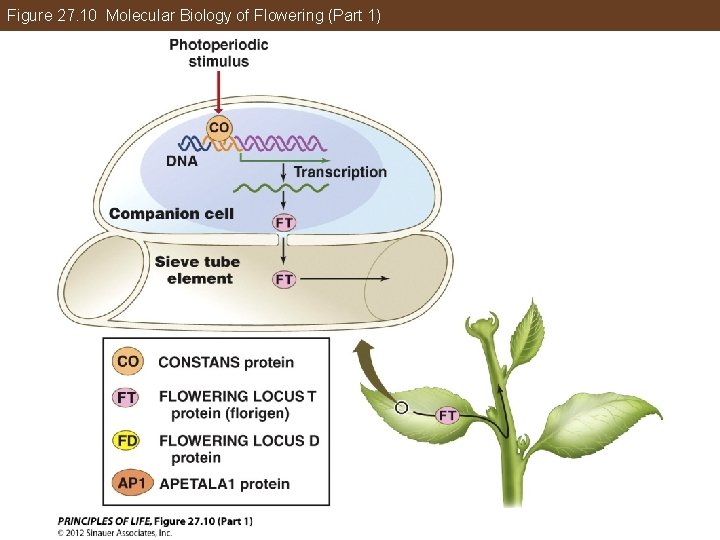 Figure 27. 10 Molecular Biology of Flowering (Part 1) 