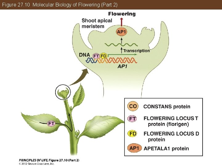 Figure 27. 10 Molecular Biology of Flowering (Part 2) 
