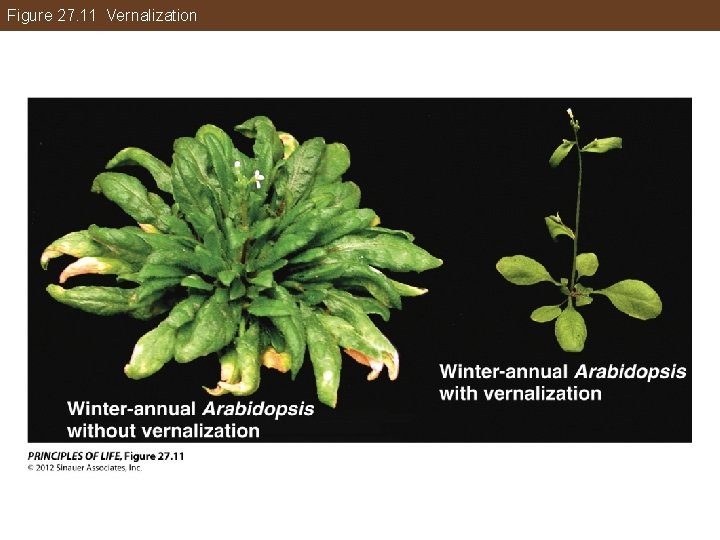 Figure 27. 11 Vernalization 