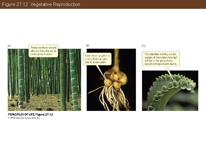 Figure 27. 12 Vegetative Reproduction 