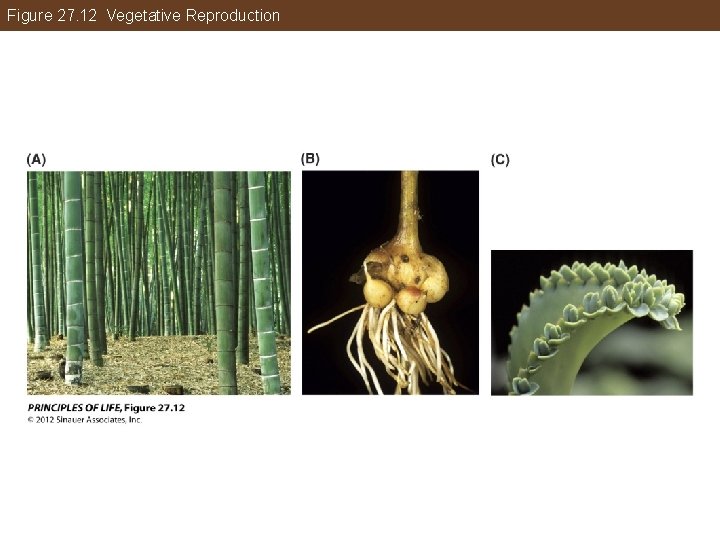 Figure 27. 12 Vegetative Reproduction 