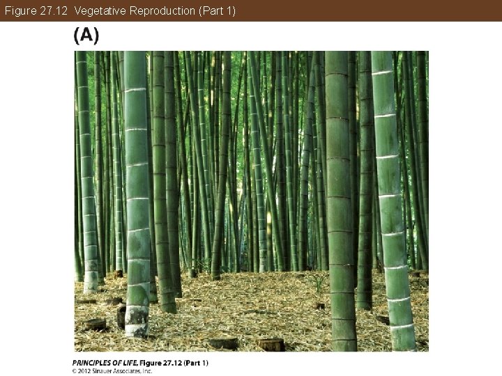 Figure 27. 12 Vegetative Reproduction (Part 1) 