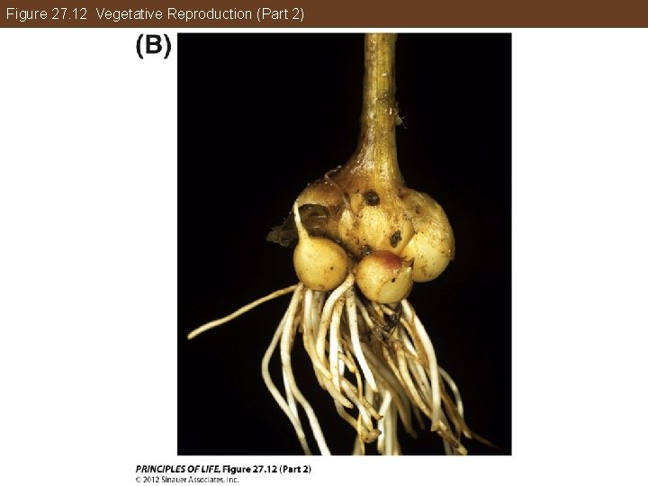 Figure 27. 12 Vegetative Reproduction (Part 2) 