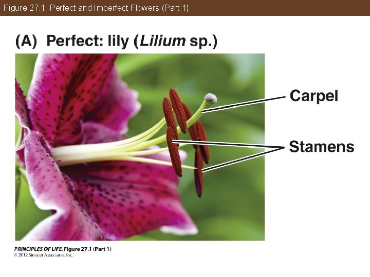 Figure 27. 1 Perfect and Imperfect Flowers (Part 1) 