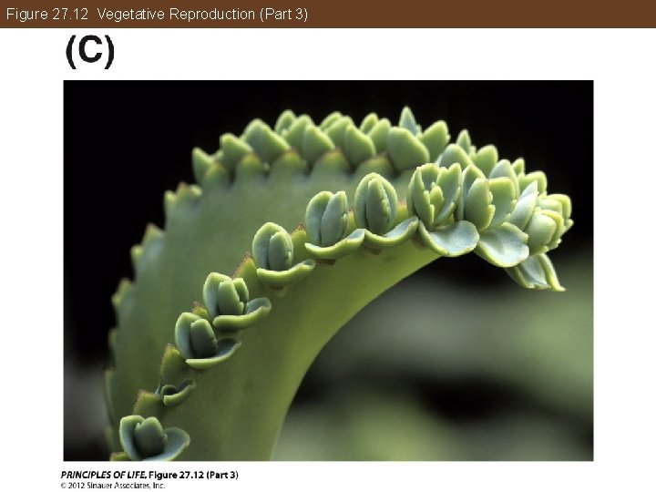 Figure 27. 12 Vegetative Reproduction (Part 3) 