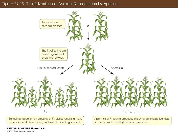 Figure 27. 13 The Advantage of Asexual Reproduction by Apomixis 