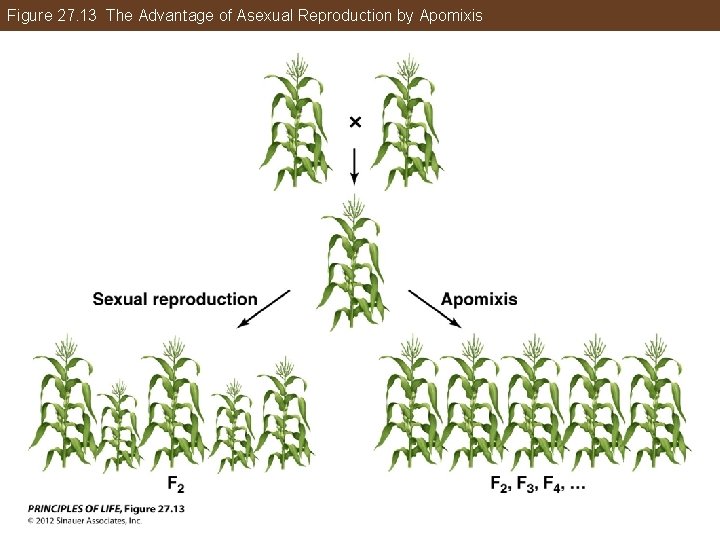 Figure 27. 13 The Advantage of Asexual Reproduction by Apomixis 