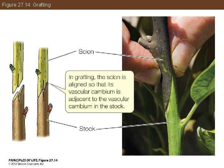 Figure 27. 14 Grafting 