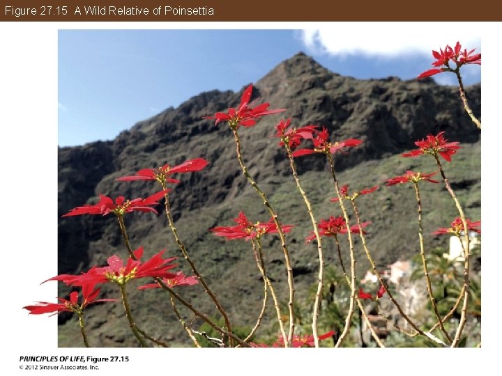 Figure 27. 15 A Wild Relative of Poinsettia 