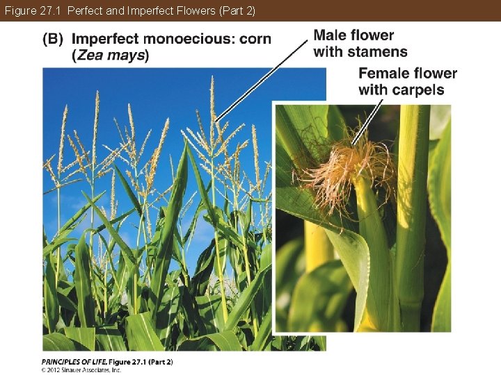 Figure 27. 1 Perfect and Imperfect Flowers (Part 2) 