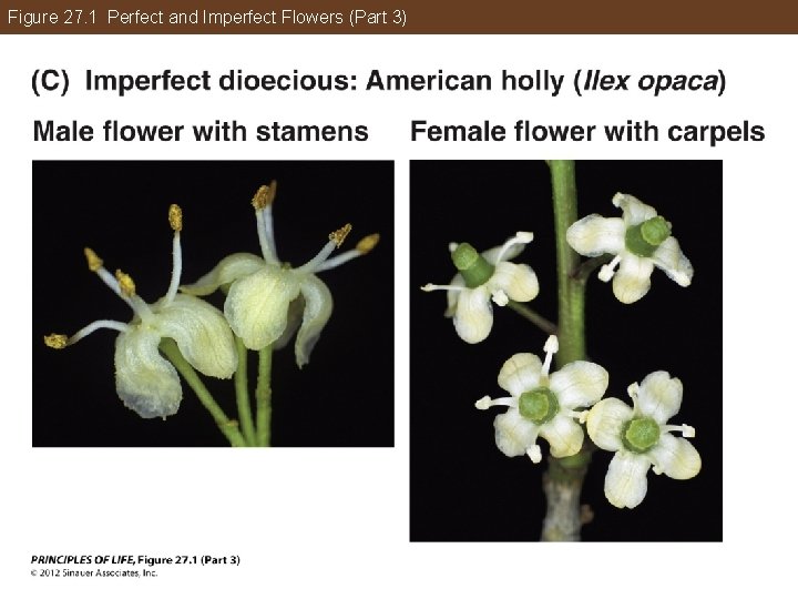 Figure 27. 1 Perfect and Imperfect Flowers (Part 3) 