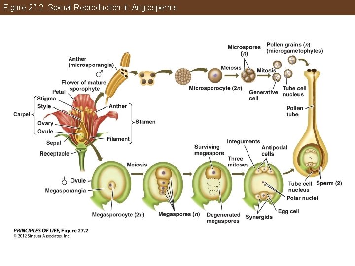 Figure 27. 2 Sexual Reproduction in Angiosperms 