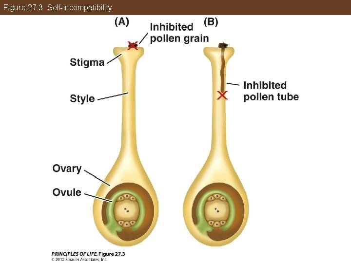 Figure 27. 3 Self-incompatibility 