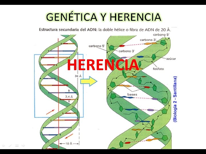 HERENCIA 