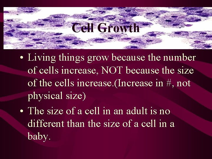 Cell Growth • Living things grow because the number of cells increase, NOT because