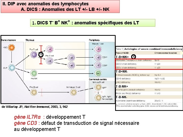 II. DIP avec anomalies des lymphocytes A. DICS : Anomalies des LT +/- LB