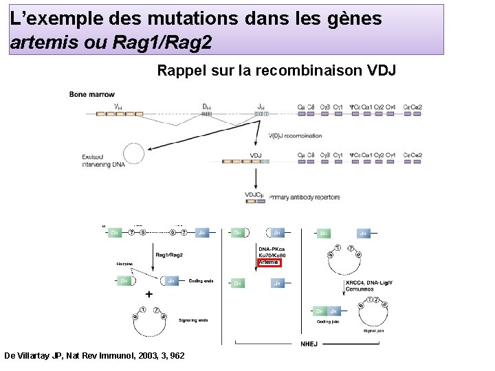 L’exemple des mutations dans les gènes artemis ou Rag 1/Rag 2 Rappel sur la