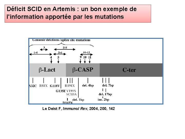 Déficit SCID en Artemis : un bon exemple de l'information apportée par les mutations