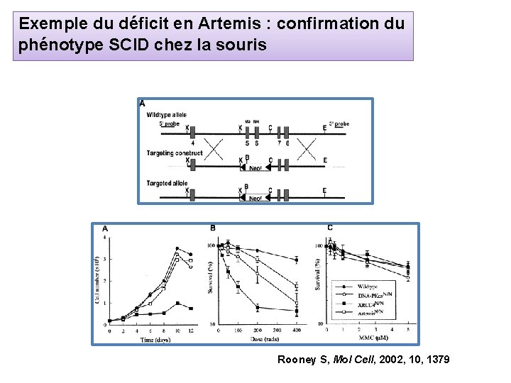 Exemple du déficit en Artemis : confirmation du phénotype SCID chez la souris Rooney