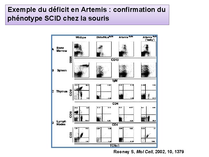 Exemple du déficit en Artemis : confirmation du phénotype SCID chez la souris Rooney