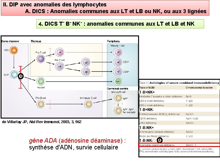 II. DIP avec anomalies des lymphocytes A. DICS : Anomalies communes aux LT et