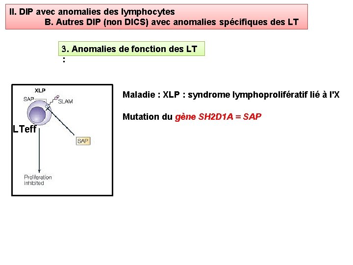 II. DIP avec anomalies des lymphocytes B. Autres DIP (non DICS) avec anomalies spécifiques