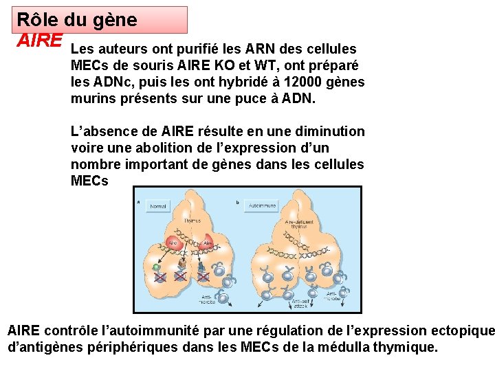 Rôle du gène AIRE Les auteurs ont purifié les ARN des cellules MECs de