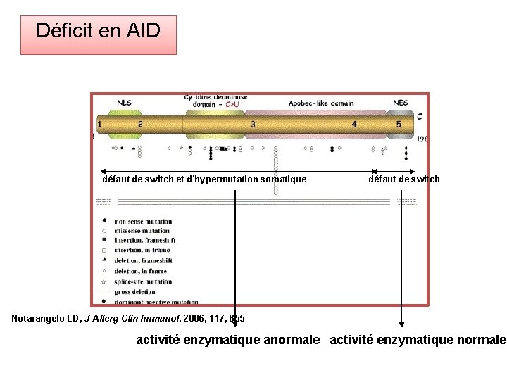 Déficit en AID défaut de switch et d'hypermutation somatique défaut de switch Notarangelo LD,