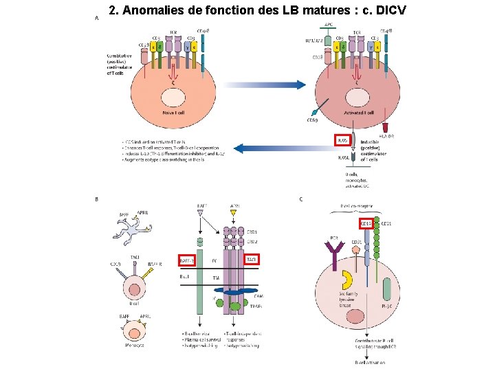 2. Anomalies de fonction des LB matures : c. DICV 