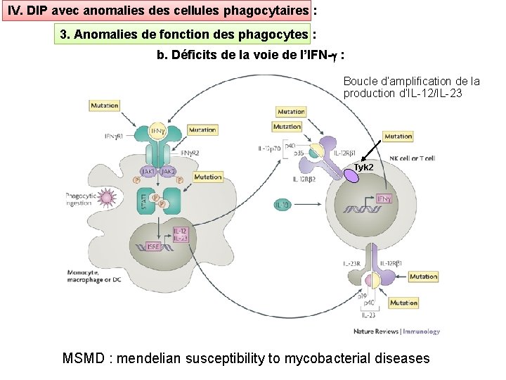 IV. DIP avec anomalies des cellules phagocytaires : 3. Anomalies de fonction des phagocytes