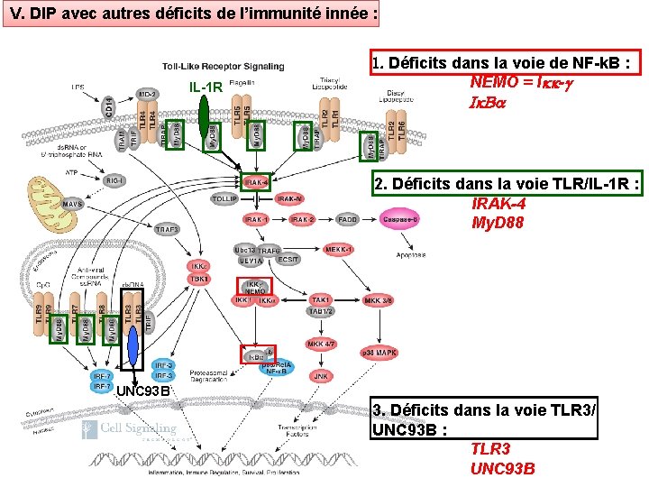 V. DIP avec autres déficits de l’immunité innée : IL-1 R 1. Déficits dans