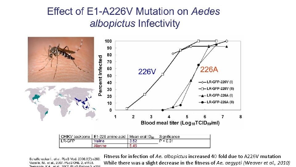 Fitness for infection of Ae. albopictus increased 40 fold due to A 226 V