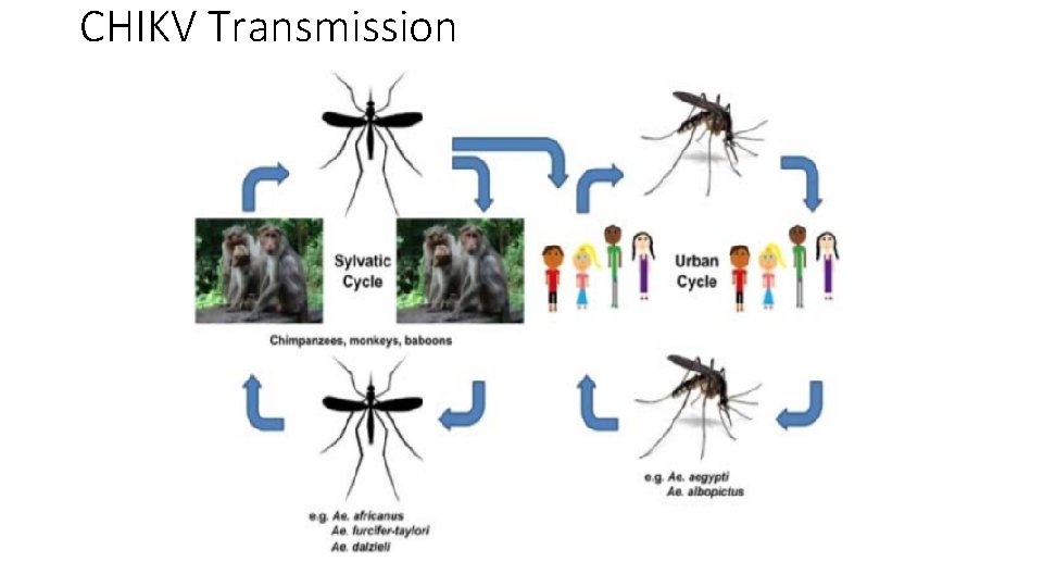 CHIKV Transmission 