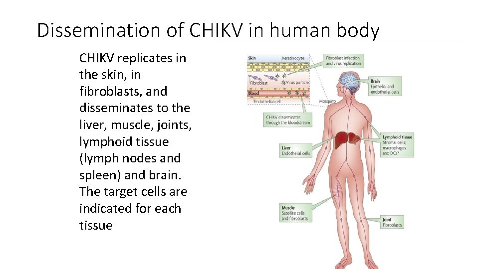 Dissemination of CHIKV in human body CHIKV replicates in the skin, in fibroblasts, and