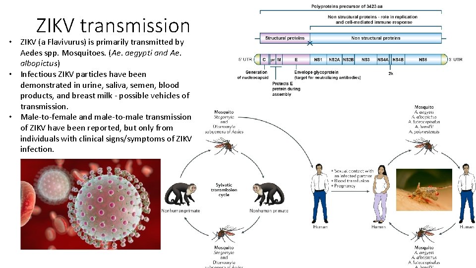 ZIKV transmission • ZIKV (a Flavivurus) is primarily transmitted by Aedes spp. Mosquitoes. (Ae.