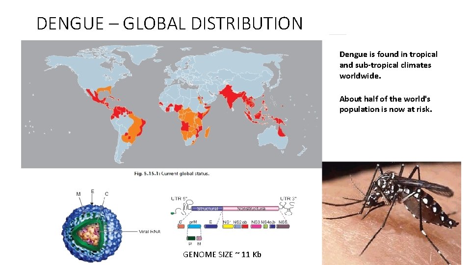 DENGUE – GLOBAL DISTRIBUTION Dengue is found in tropical and sub-tropical climates worldwide. About