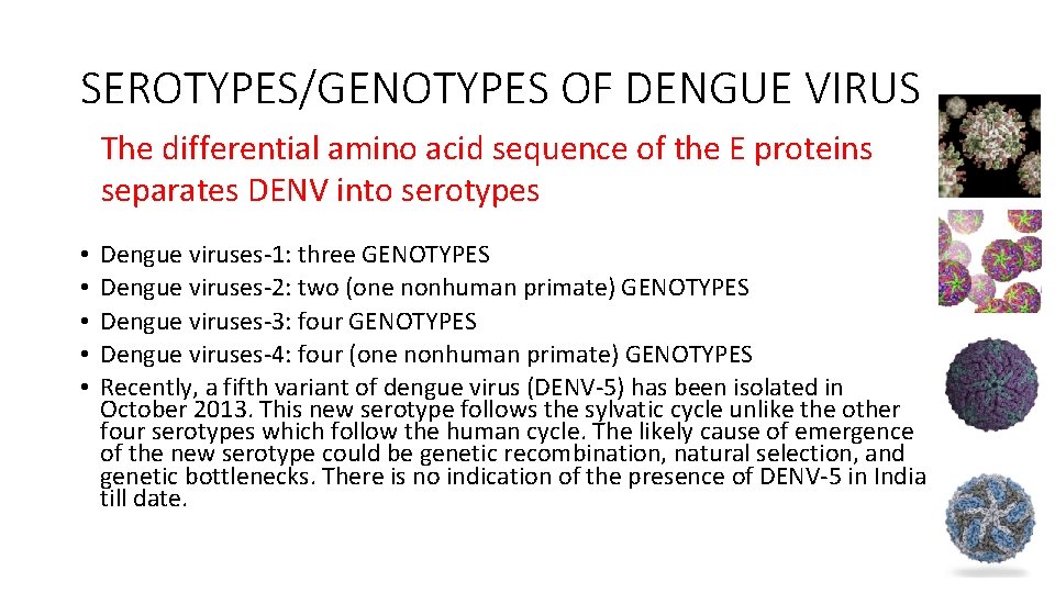 SEROTYPES/GENOTYPES OF DENGUE VIRUS The differential amino acid sequence of the E proteins separates