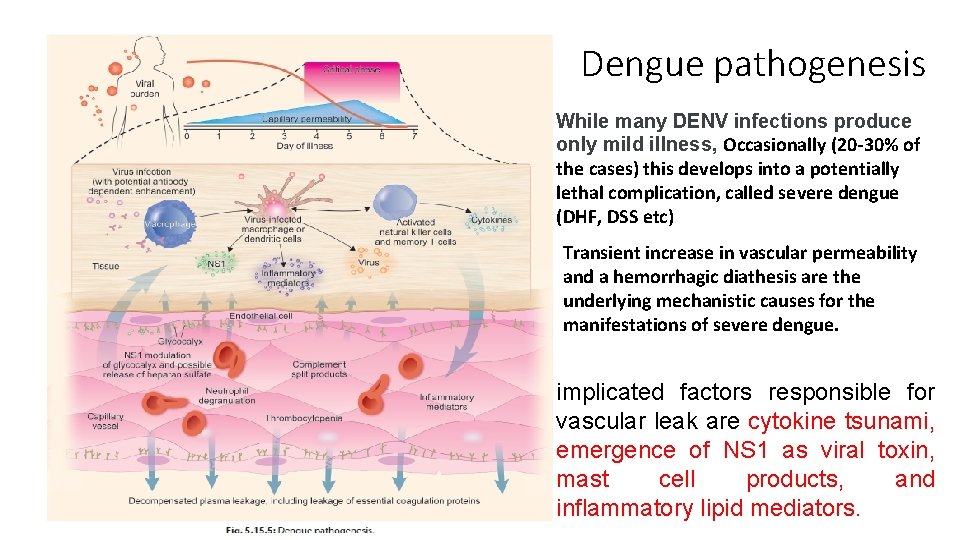 Dengue pathogenesis While many DENV infections produce only mild illness, Occasionally (20 -30% of