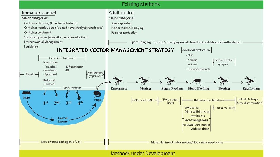 INTEGRATED VECTOR MANAGEMENT STRATEGY 