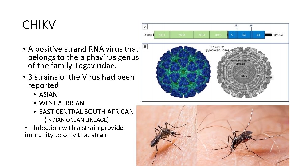 CHIKV • A positive strand RNA virus that belongs to the alphavirus genus of