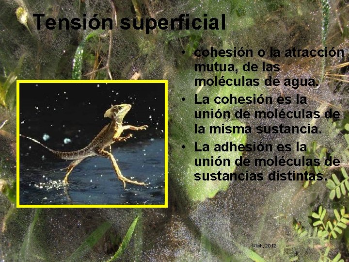 Tensión superficial • cohesión o la atracción mutua, de las moléculas de agua. •