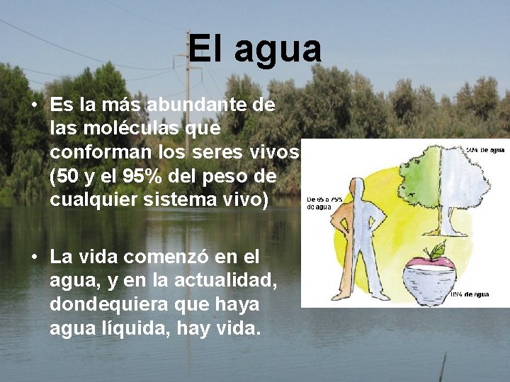 El agua • Es la más abundante de las moléculas que conforman los seres