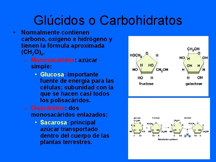 Glúcidos o Carbohidratos • Normalmente contienen carbono, oxígeno e hidrógeno y tienen la fórmula