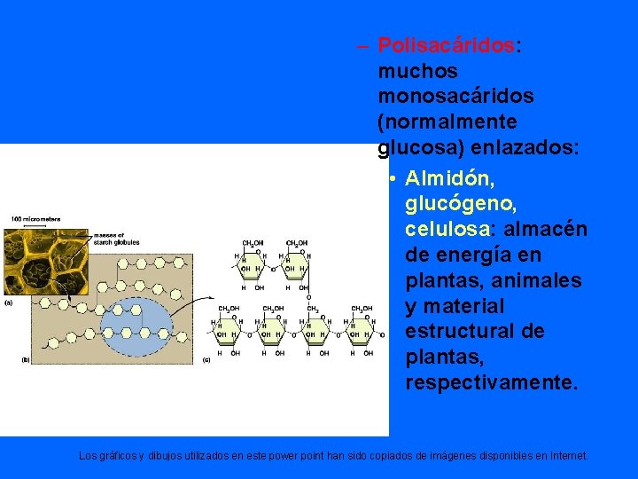 – Polisacáridos: muchos monosacáridos (normalmente glucosa) enlazados: • Almidón, glucógeno, celulosa: almacén de energía