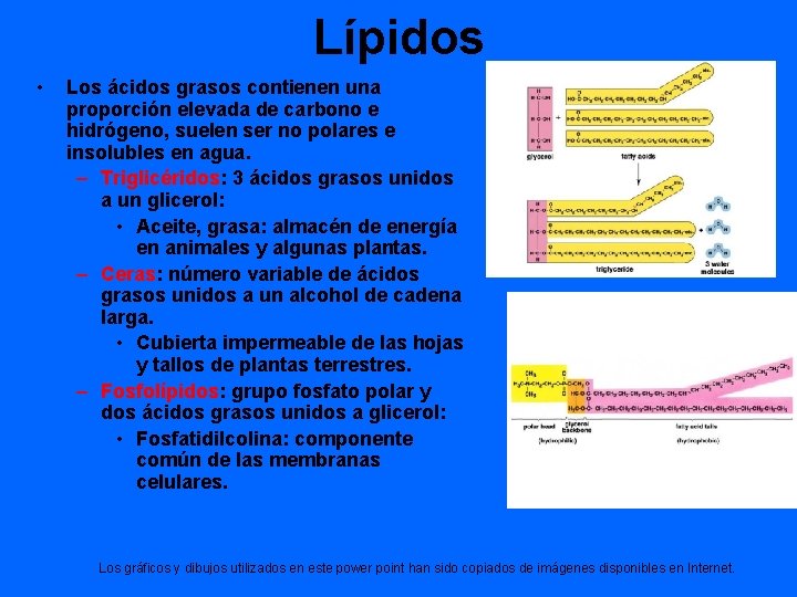 Lípidos • Los ácidos grasos contienen una proporción elevada de carbono e hidrógeno, suelen