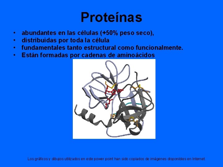 Proteínas • • abundantes en las células (+50% peso seco), distribuidas por toda la