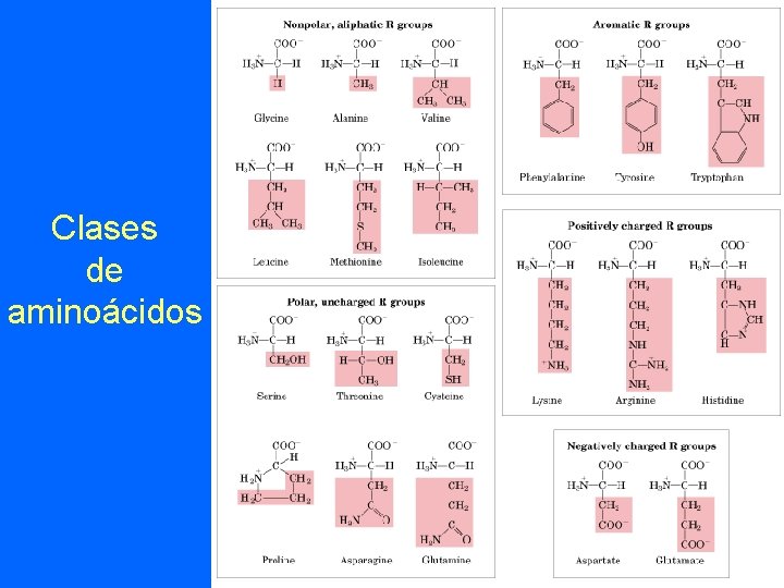 Clases de aminoácidos 